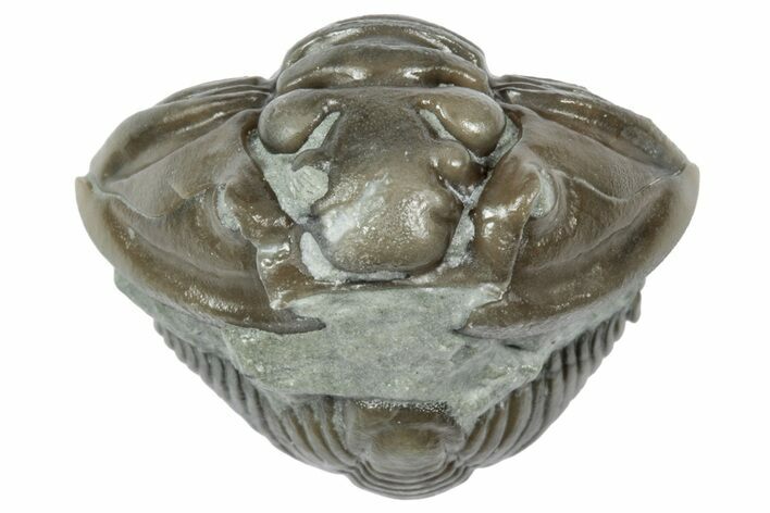 Wide Enrolled Flexicalymene Trilobite - Mt Orab, Ohio #358118